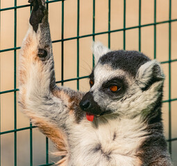 Obraz premium Lemur catta, ring-tailed lemur, with its tongue hanging out on a sunny summer day