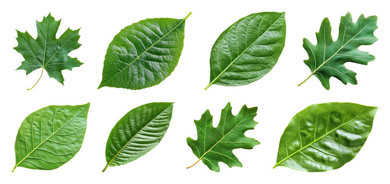 PNG Various green leaves collection on transparent background