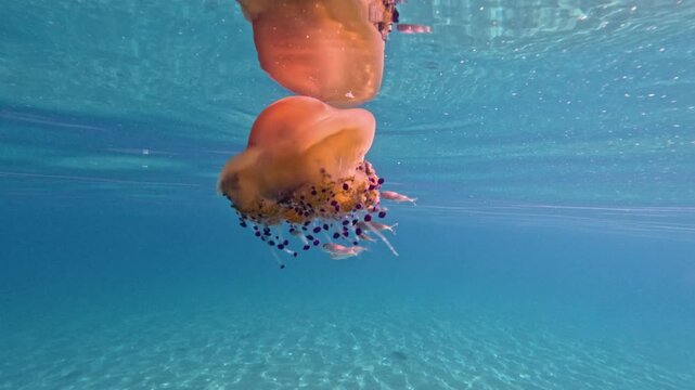 A mesmerising jellyfish surrounded by fish drifts elegantly through tranquil waters, showcasing its vibrant colours and delicate, flowing tentacles in an underwater paradise.