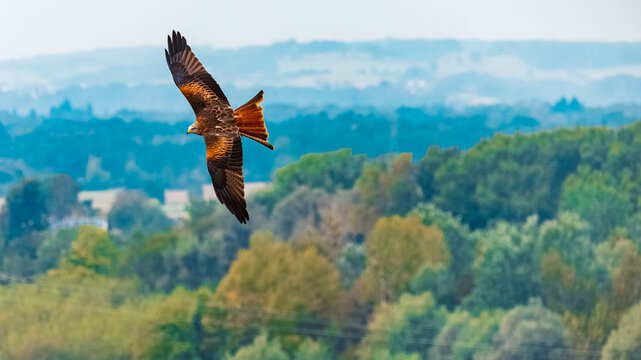 Milvus Milvus, Red Kite, in flight with alpine woods in the background on a sunny summer day