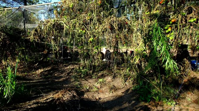 Rising camera from ground revealing withered cherry tomato plants growing in round cage trellis tangled to adjacent chickens enclosure fence after first frost killed most crops