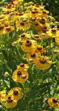 Helenium x cultorum | Clump of Sneezeweed flowers with copper-red and yellow petals around dome-shaped brown central discs on erect stems bearing  lance-shaped green leaves
