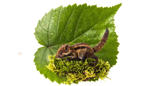 Tiny Tenrec on Moss with Leaf Backdrop.