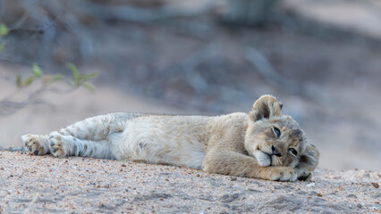 Sleeping lion cub © Collin