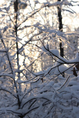 Landscape of a snowy forest. Trees and bushes covered with a thick layer of white snow. Winter day in the forest. Landscape of nature in a snowy forest. Beautiful snowy landscape, winter white forest