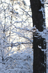 Landscape of a snowy forest. Trees and bushes covered with a thick layer of white snow. Winter day in the forest. Landscape of nature in a snowy forest. Beautiful snowy landscape, winter white forest
