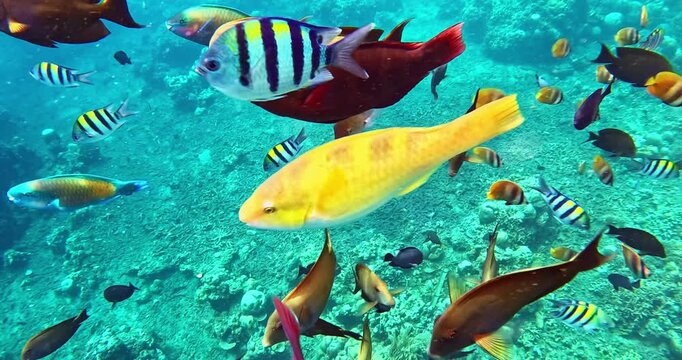 Colorful tropical reef fish swim above a coral reef in clear turquoise water. Vibrant underwater wildlife captured in cinematic slow motion, perfect for nature content.
