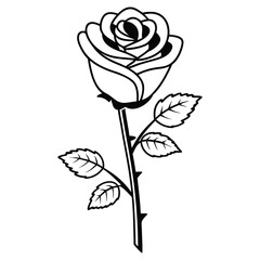rose vector illustration
