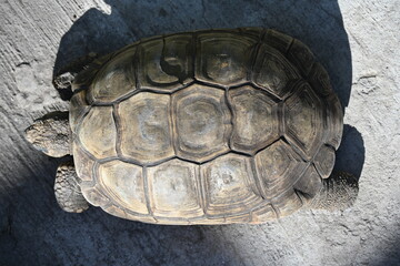 A snail sits on a turtle's back,