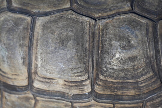 A snail sits on a turtle's back,