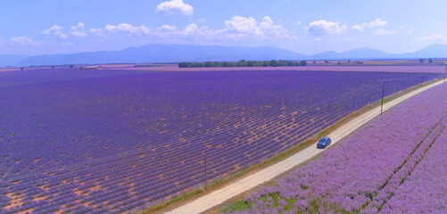 Fototapeta premium DRONE: Travelers explore beautiful landscape covered with blooming lavender.