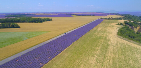 Fototapeta premium AERIAL Tourists on road trip drive past fields of lavender and wheat in Provence