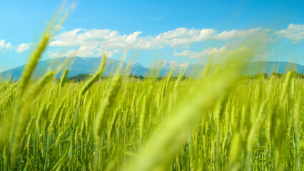 Naklejka premium CLOSE UP: Picturesque shot of lush green field of wheat moving in subtle breeze