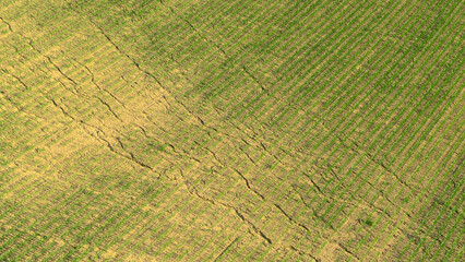 Naklejka premium AERIAL: Flying above organically produced grain growing in arid conditions.