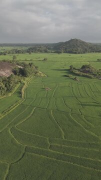 Aerial view of rice fields in rural village Wasgamuwa Sri Lanka