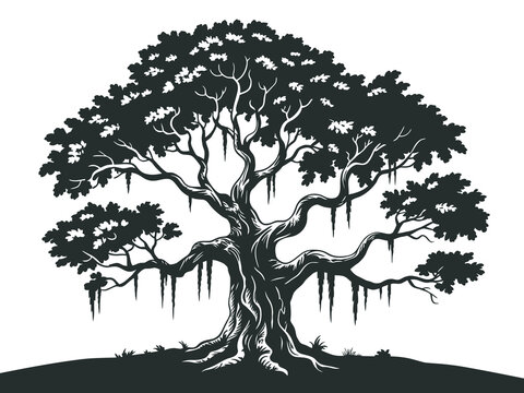 Spanish moss hanging from live oak tree silhouette, vector artwork, southern landscape, natural scenery graphics, botanical study, garden design, vector nature illustration elements