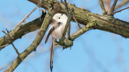 Fototapeta premium great grey owl