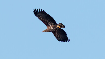 eagle in flight