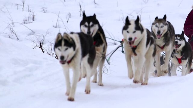 siberian husky dogs pulling sled 