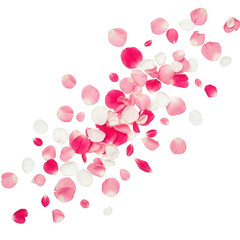Scattered rose petals isolated on transparent background