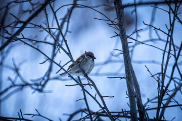 A eurasian tree sparrow on a branch in a winter forest