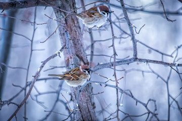 A eurasian tree sparrow on a branch in a winter forest