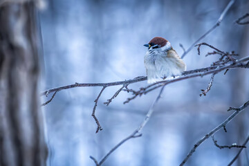 Fototapeta premium A eurasian tree sparrow on a branch in a winter forest
