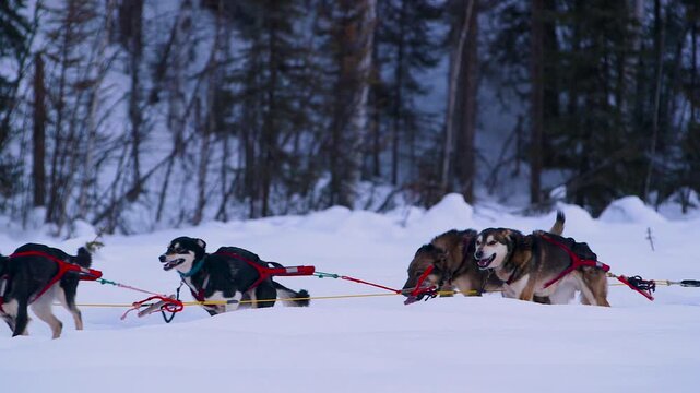 Iditarod dog team running in the wilderness