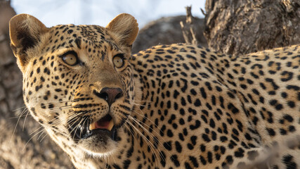 Leopard in tree looking in the distance © Collin