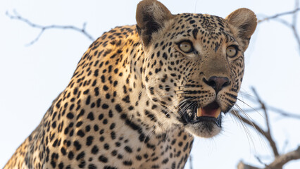 Fototapeta premium Leopard in tree looking in the distance