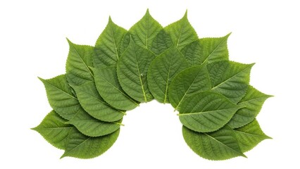 Obraz premium Green leaves arranged in a circular pattern