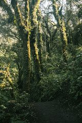 Fototapeta premium Mossy Forest Path in Volcanic Highlands