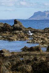 White egret flying over rocky shoreline in shallow coastal water, Crete