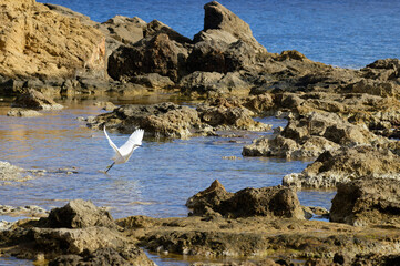 White egret flying over rocky shoreline in shallow coastal water, Crete