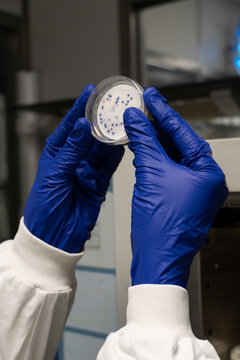 Hands wearing blue latex gloves holding a Petri dish with coliform bacteria growing on its membrane