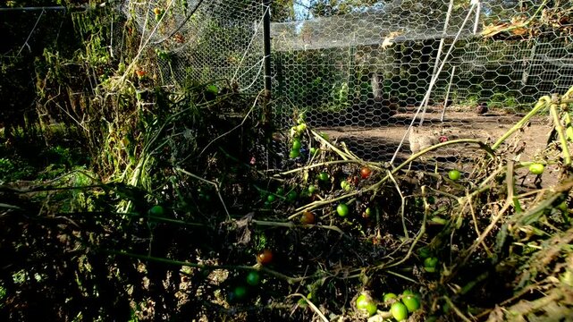 Close up of last of bunch of green cherry tomatoes hanging from dying vines and moving camera backward above withered plants after first frost killed most crops
