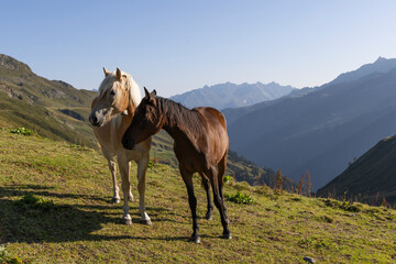 Horses stand together at Grasjoch bergstation in Sankt Gallenkirch, Montafon region during the morning in Vorarlberg, Austria © Gertjan Hooijer