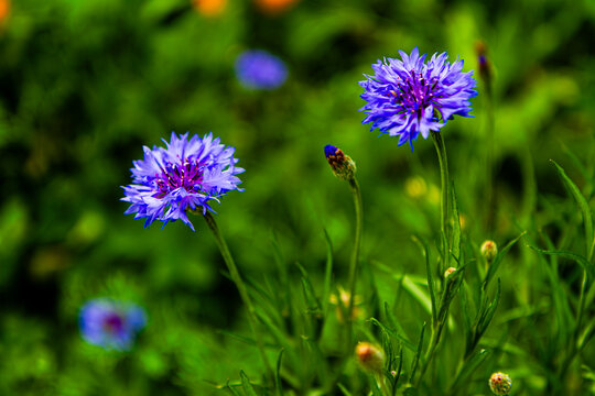 D&eacute;tail de fleurs de bleuet dans une prairie