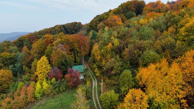 Secluded cottage hidden in dense autumn forest with wnding dirt road