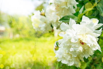 White double flower of Paeonia lactiflora (cultivar Casablanca) close-up. Flowering peony in garden © petrrgoskov