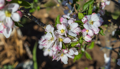 Delicate pink and white apple blossoms bloom on sunlit branches against soft spring sky background.