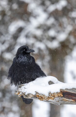Obraz premium Raven in Wyoming in Winter