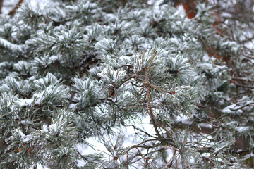 Snow-covered pine branches close-up. Pine needles covered with ice and snow. Winter in the forest. Natural winter background. Pine tree covered with snow on a winter day