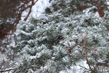 Snow-covered pine branches close-up. Pine needles covered with ice and snow. Winter in the forest. Natural winter background. Pine tree covered with snow on a winter day