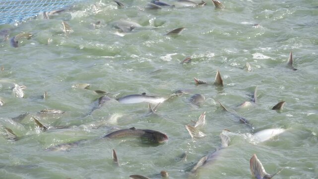Thriving Tidal Tapestry - A Whimsical Whopper of a Fishy Flock