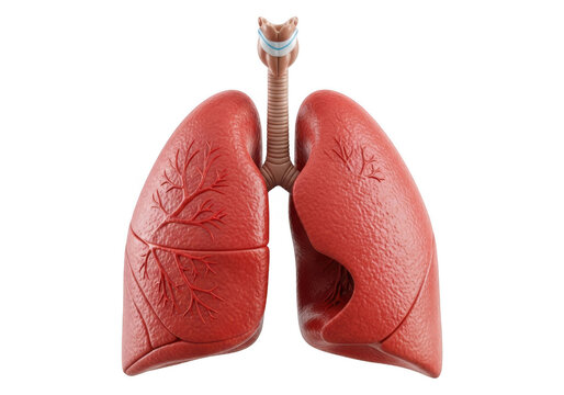 Human lungs 3d model isolated on transparent background