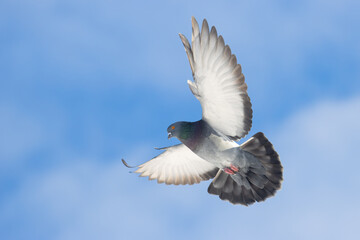 Feral Pigeon (Rock Dove) landing in the sky with wings wide open. Dynamic bird flight close-up