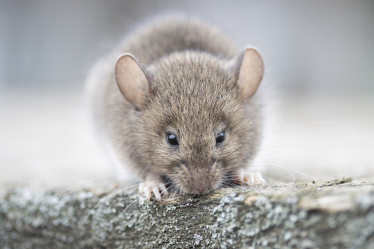 Cute wood mouse (Apodemus sylvaticus) sitting on a log looking at camera. Close-up wildlife portrait