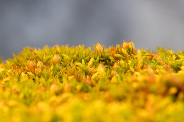 Macro texture of green and yellow moss sporophytes in the forest. Detailed botanical nature background