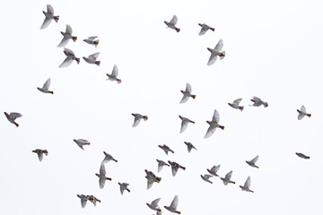 ohemian Waxwings flying in the sky. Group of migratory birds isolated on white background